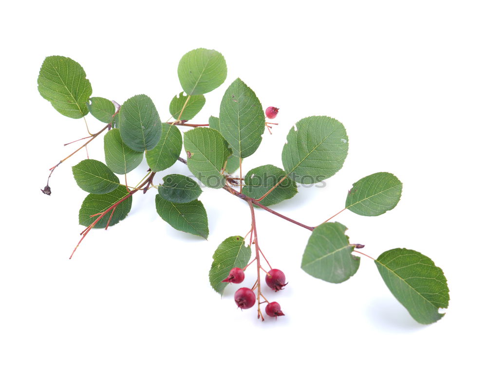 Similar – Image, Stock Photo Caper; Capparis; spinosa