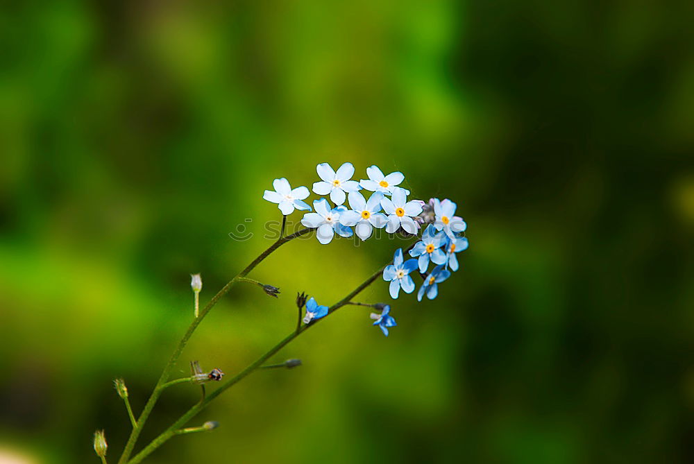 Similar – linen blossoms Nature