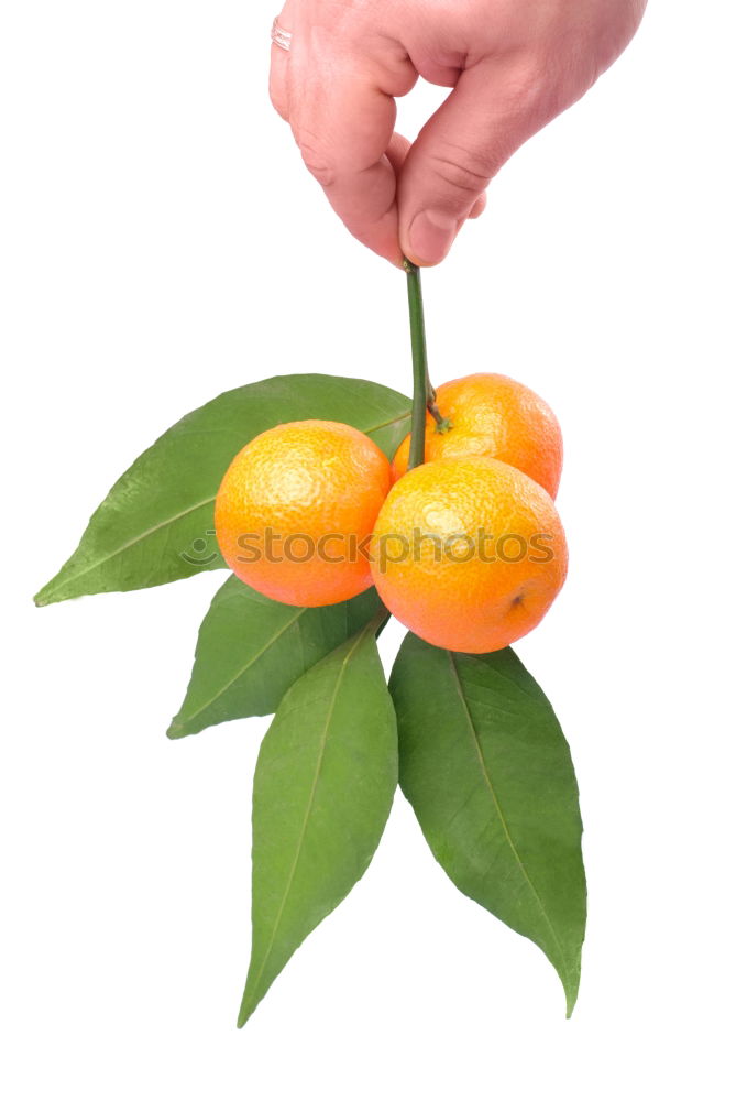 Similar – hands holding a natural orange