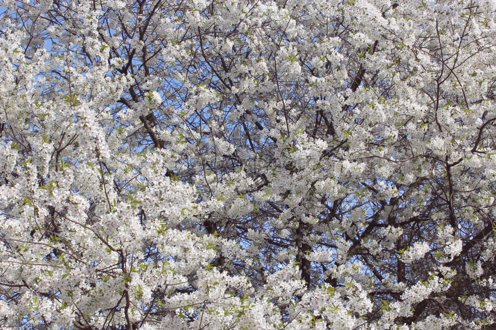 Similar – Foto Bild Der Frühling zeigt sein buntes Band…