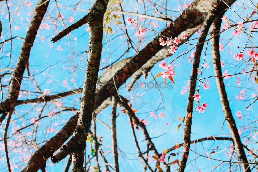 Similar – Image, Stock Photo dream tree Autumn Leaf