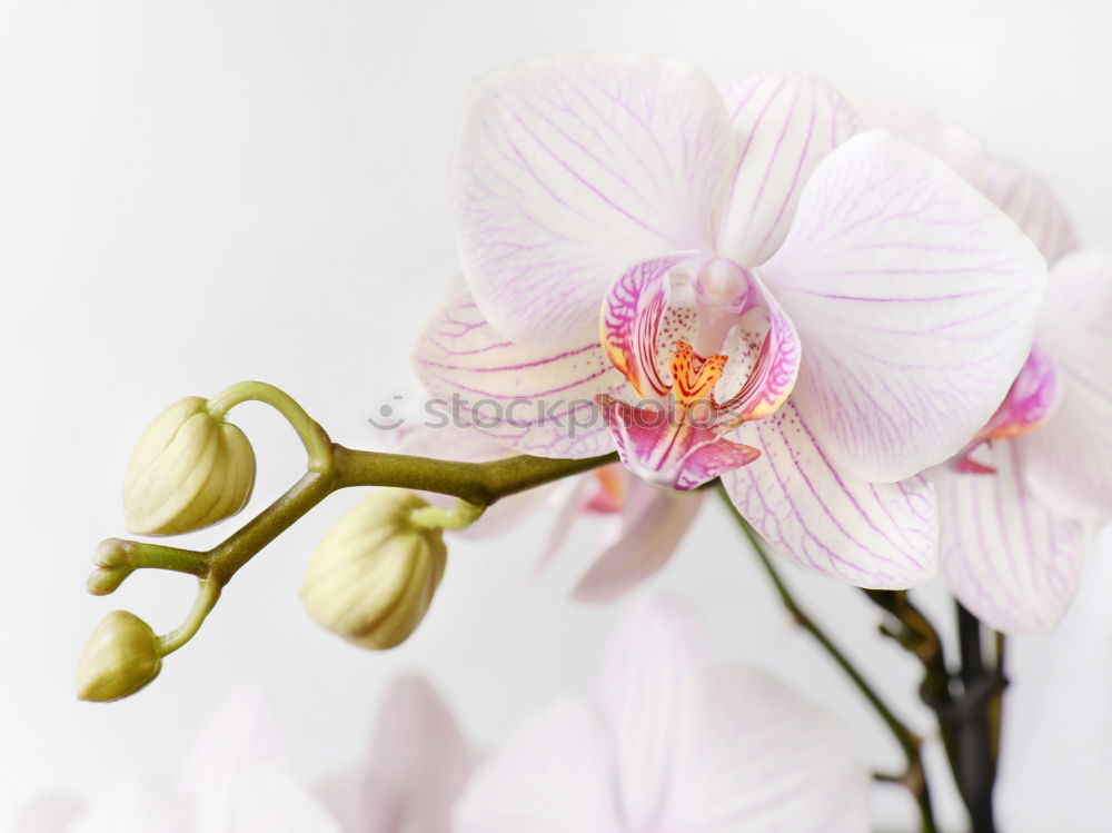 Similar – Image, Stock Photo Blue Orchids Wellness Life