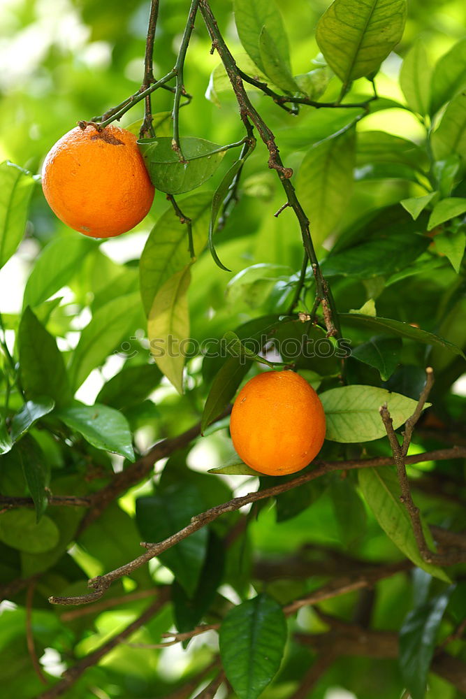 Sweet fruits Fruit Orange