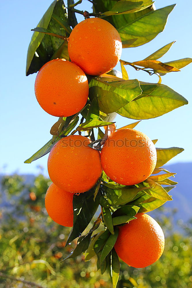 Similar – Sweet fruits Fruit Orange