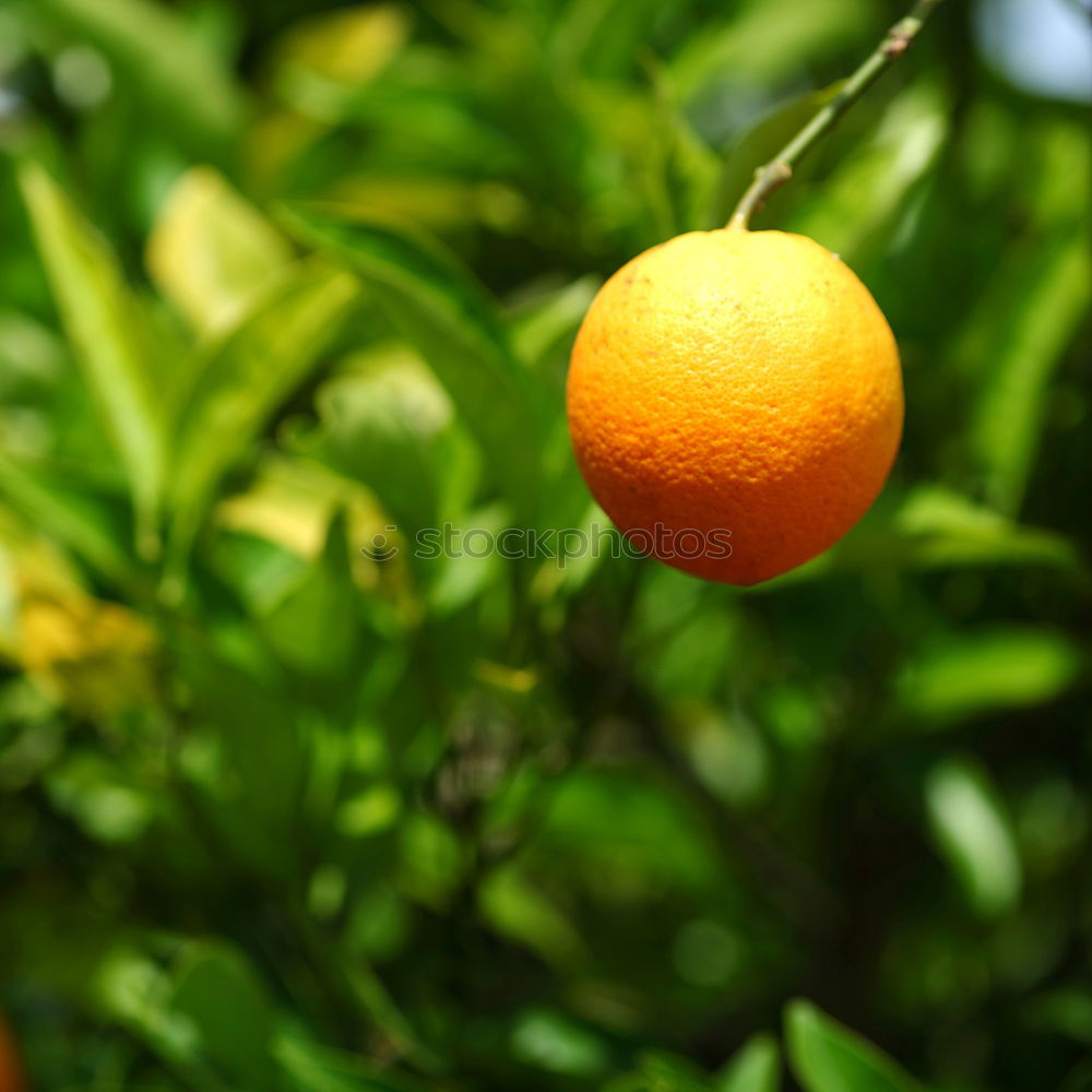 Similar – Image, Stock Photo Fresh Fruit for Rotting Vegetables