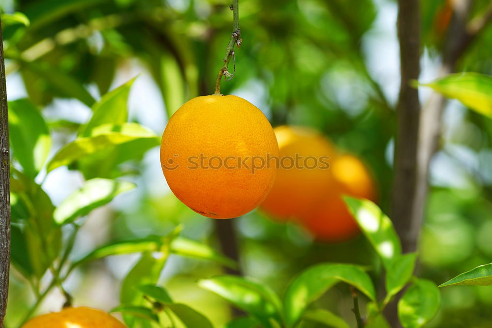 Similar – Orange Heaven Licht