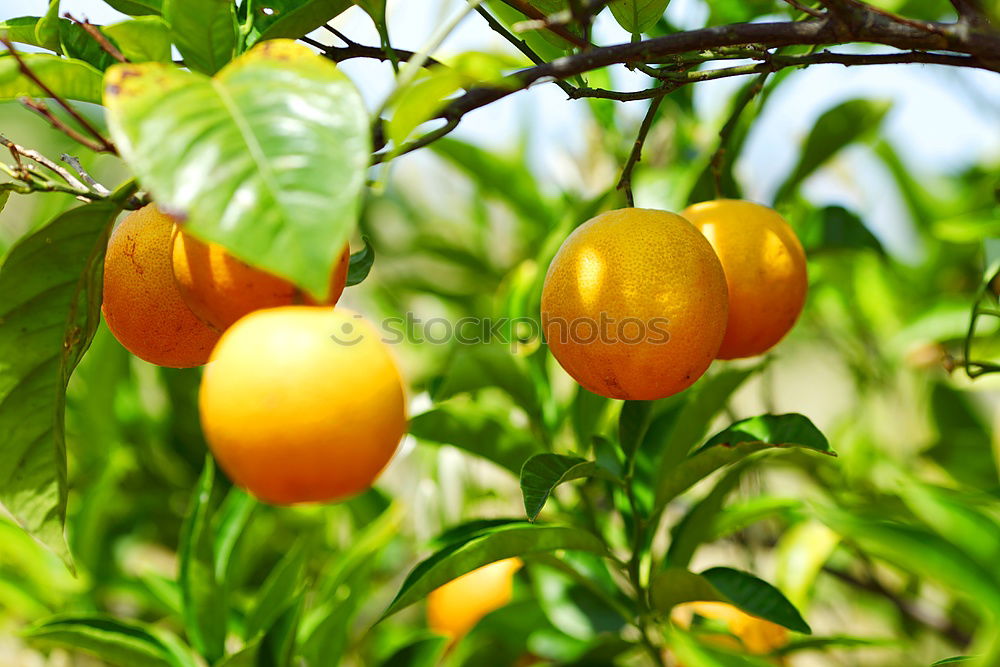 Similar – Image, Stock Photo Vitamin C Forest I Fruit