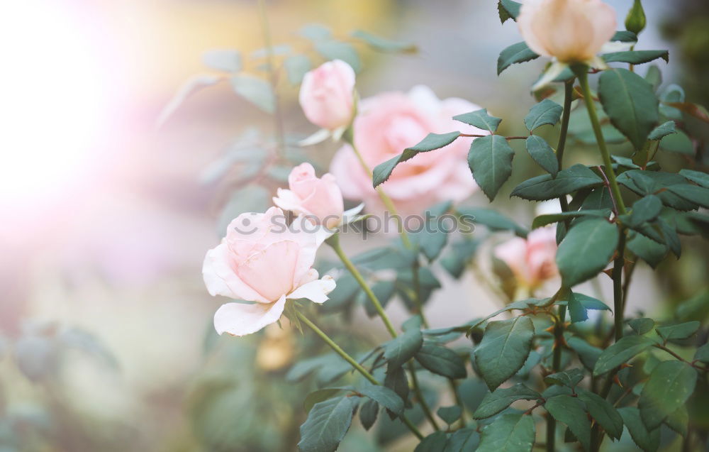 Image, Stock Photo floral greeting Nature