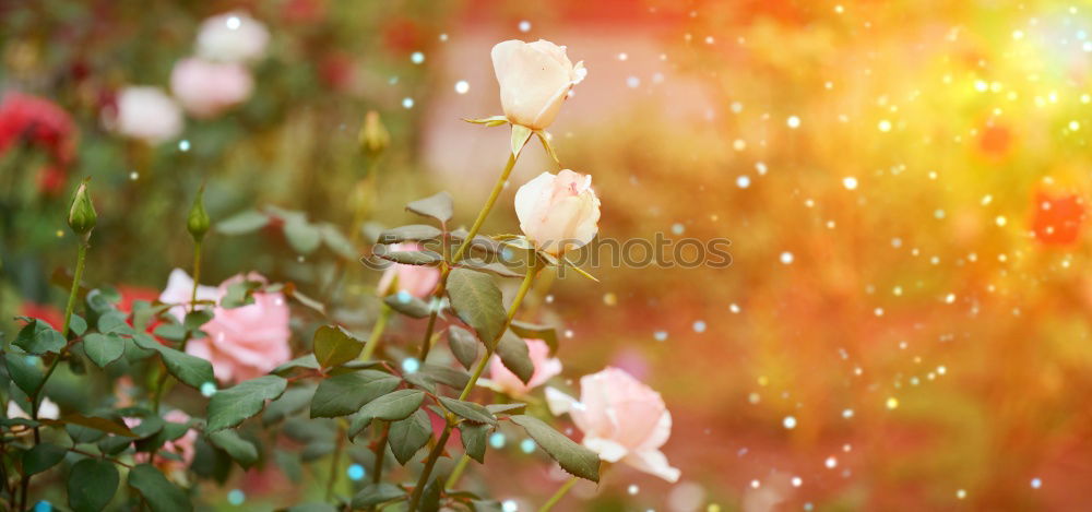 Similar – Turkish carnation flowersbed in summer garden