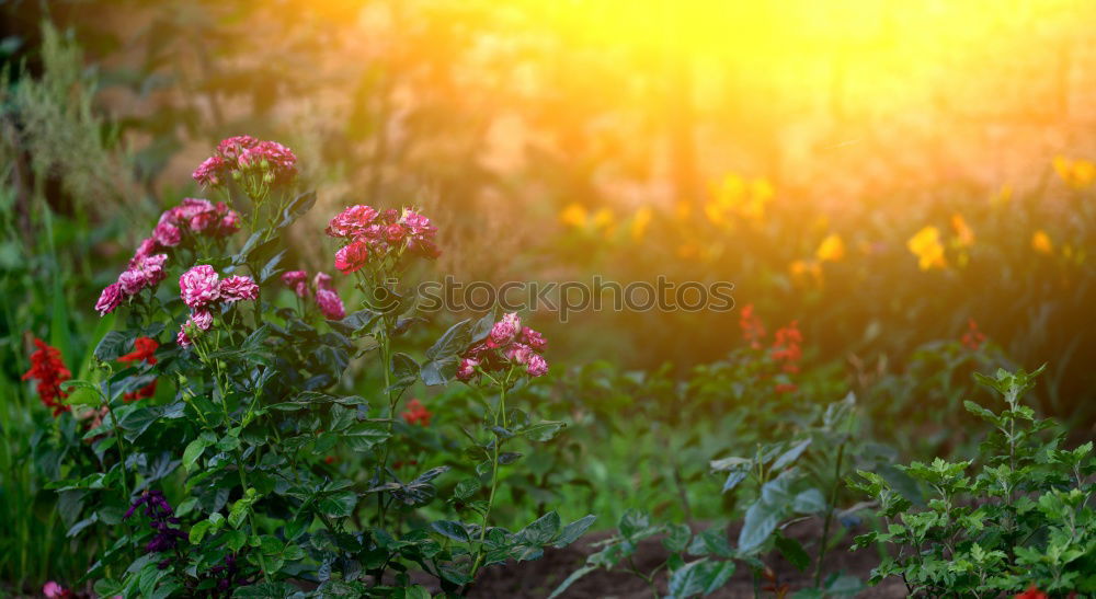 Similar – Image, Stock Photo Cosmea Sun Nature