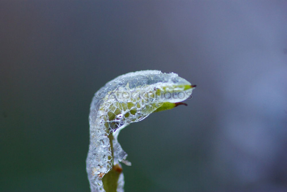 Similar – Frosty fruits Nature