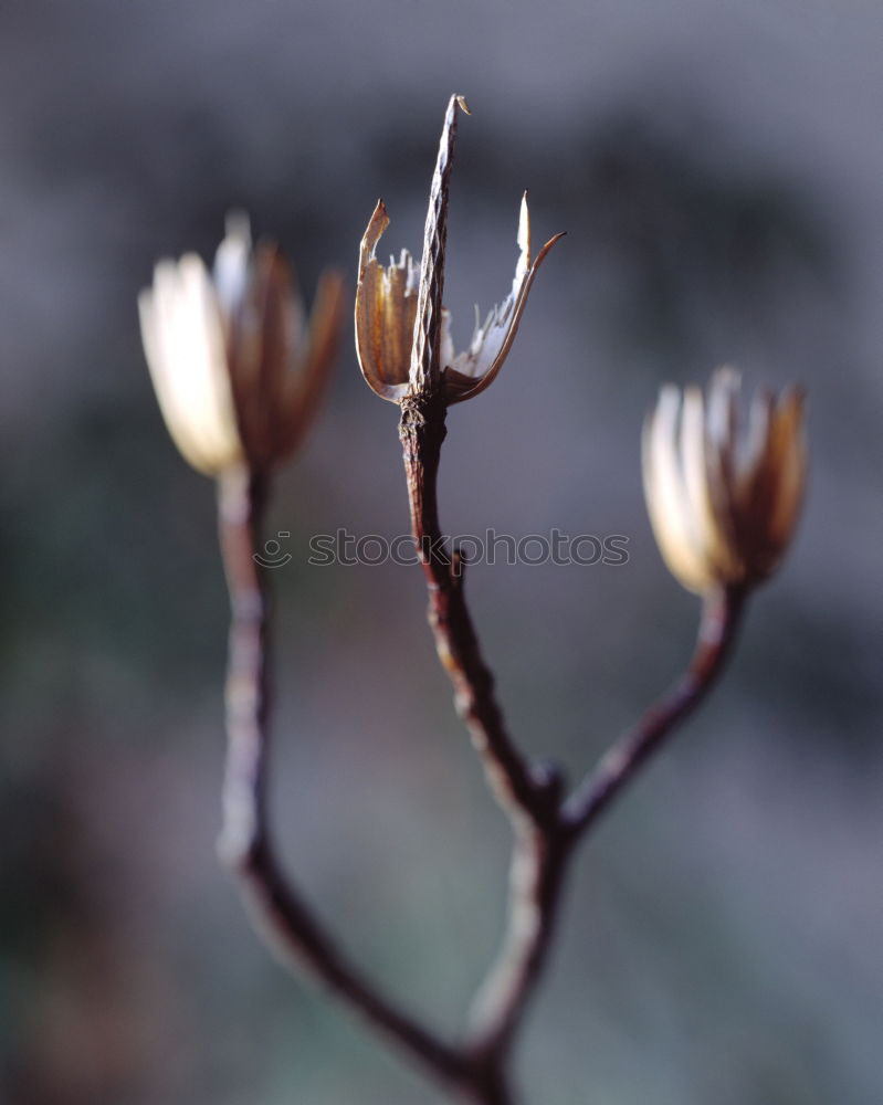 Similar – Image, Stock Photo I see a bissel red Berries