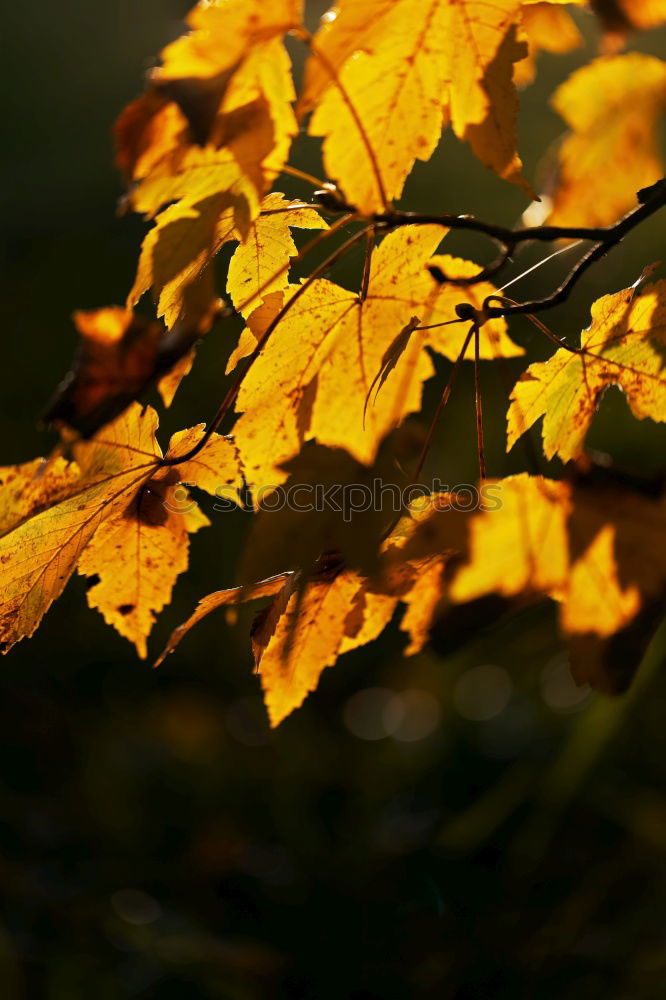 Similar – Autumn leaf in detail Leaf