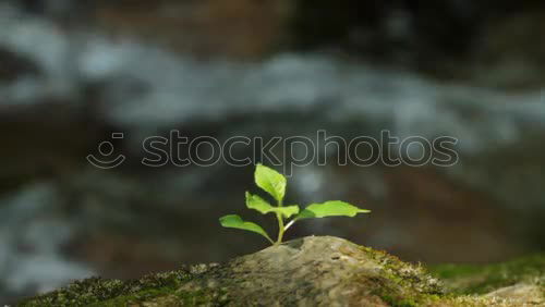 Similar – Image, Stock Photo Limestone in the Burren in Ireland near Galway