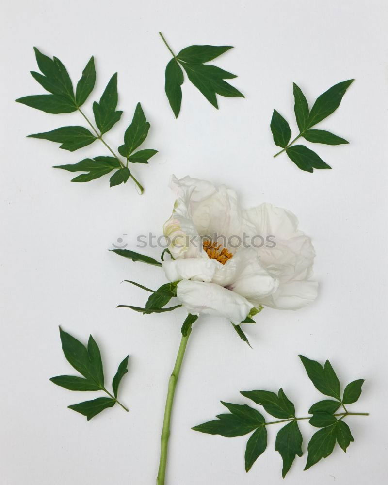 Similar – Image, Stock Photo Caper; Capparis; spinosa