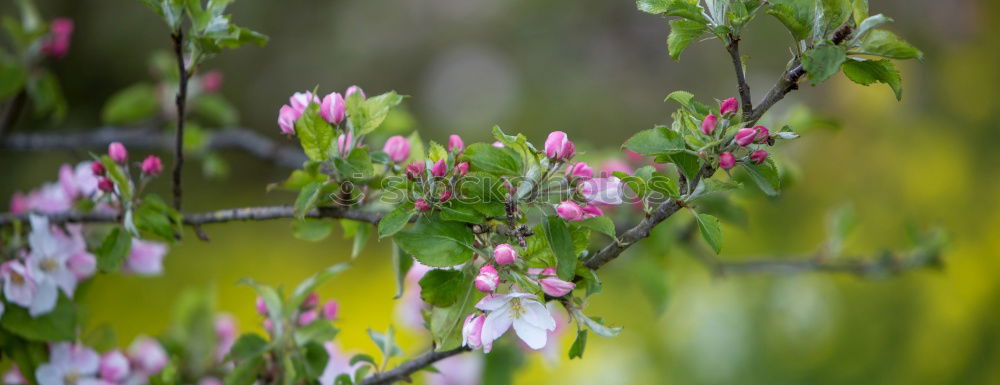 Similar – Foto Bild Es blüht! Natur Frühling