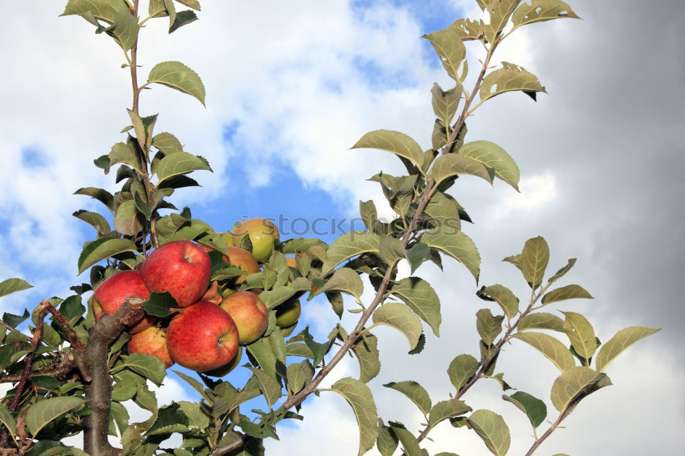 Similar – Adams (last) apple Fruit