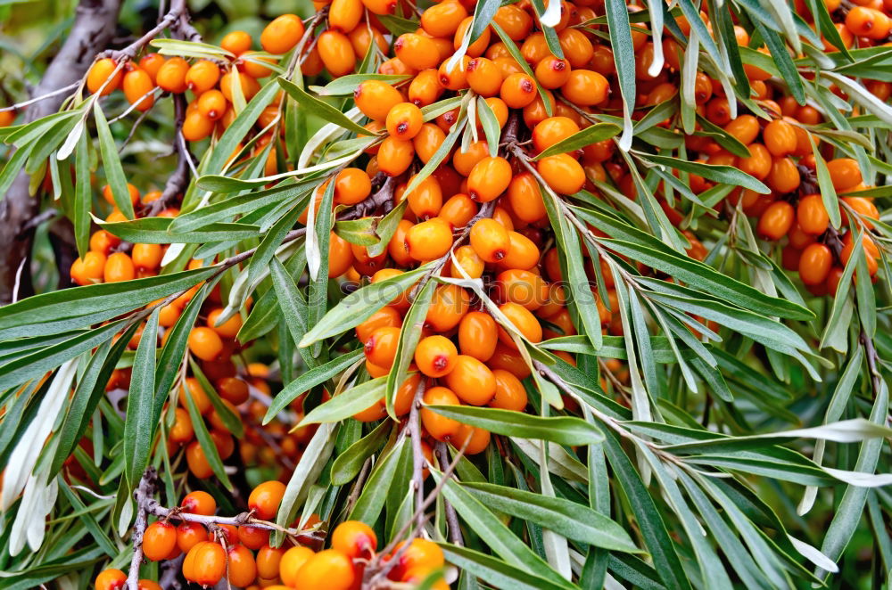 Image, Stock Photo Rosemary and red chilli