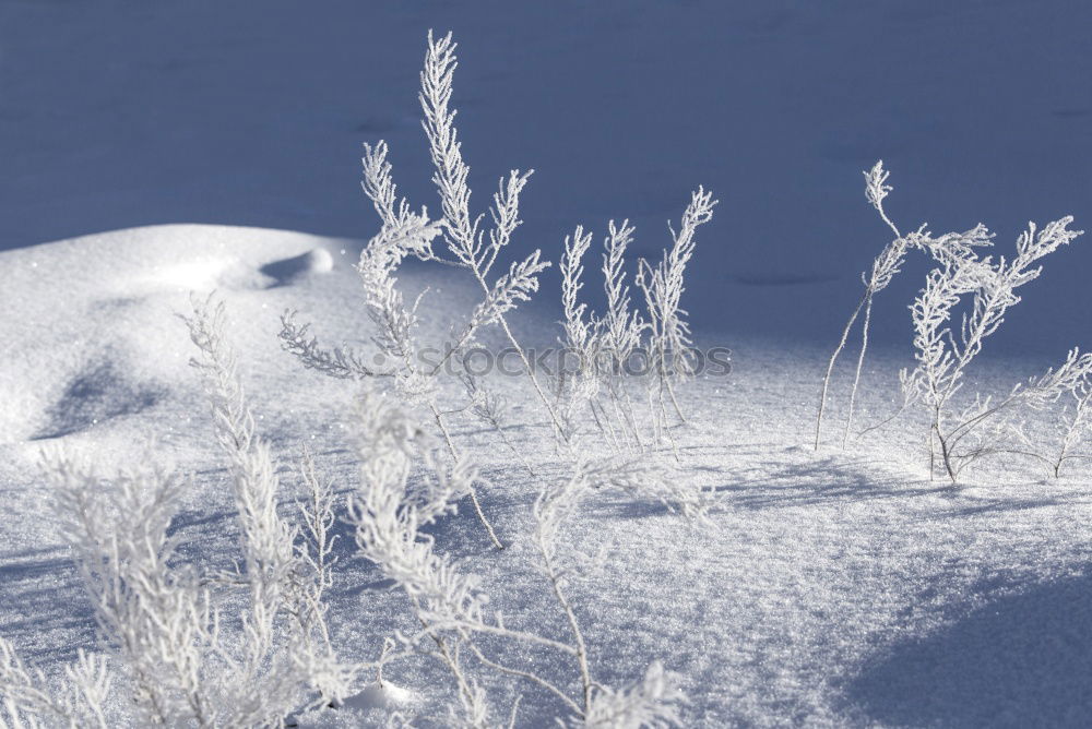 Similar – Image, Stock Photo Grasses in winter with sun