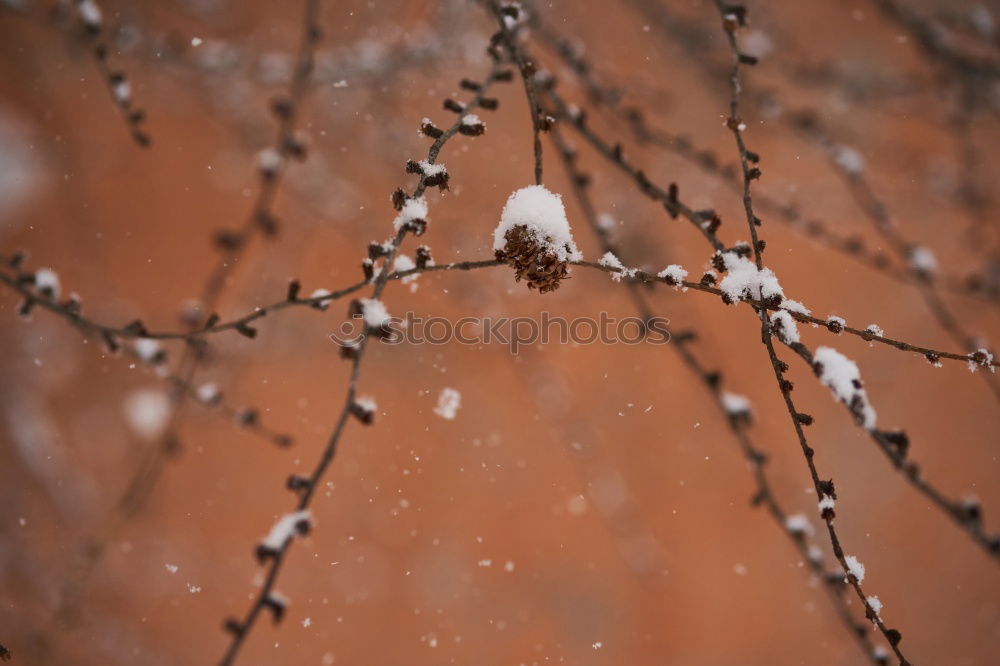 Similar – Schneedecke Natur Pflanze