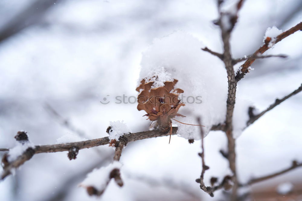 Similar – Image, Stock Photo A very special leaf