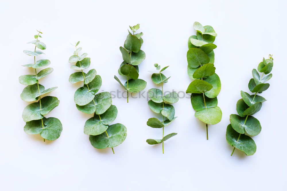 Similar – Image, Stock Photo Hedera helix Ivy String