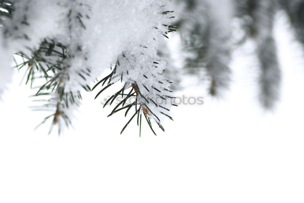 Similar – Image, Stock Photo stiff breeze… Tree