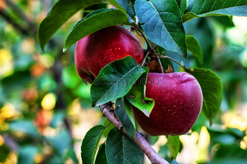 Similar – Frisch vom Baum Herbst