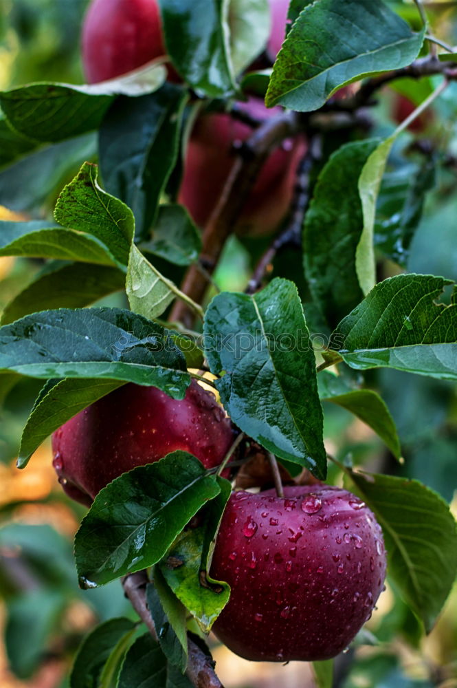 Similar – Image, Stock Photo Delicious apples Fruit