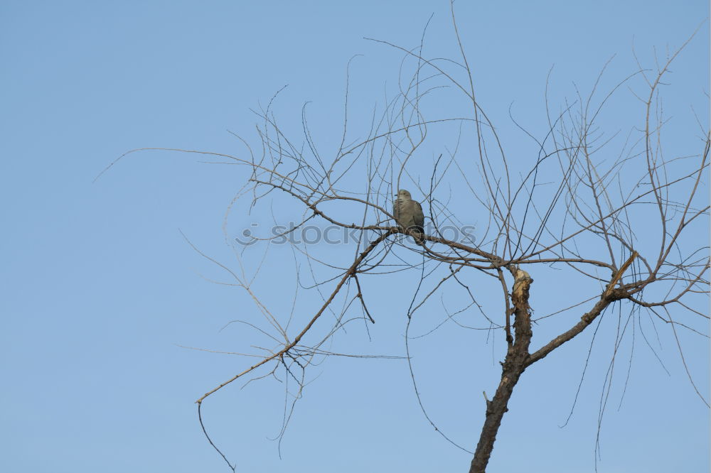 Similar – Foto Bild bamboo in the blue sky