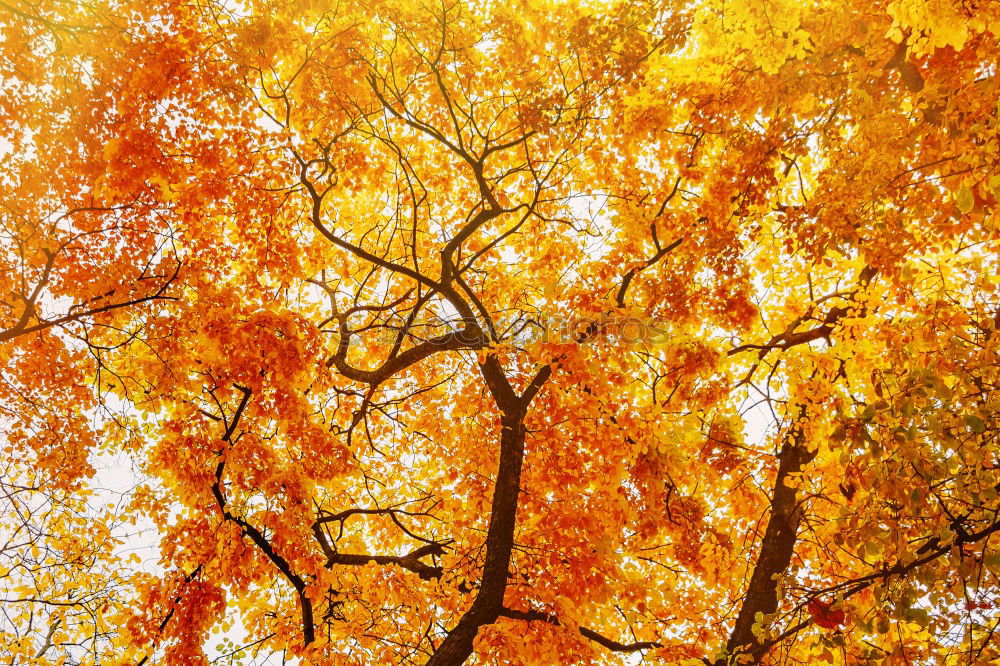 Similar – Image, Stock Photo autumn trunk Autumn Tree