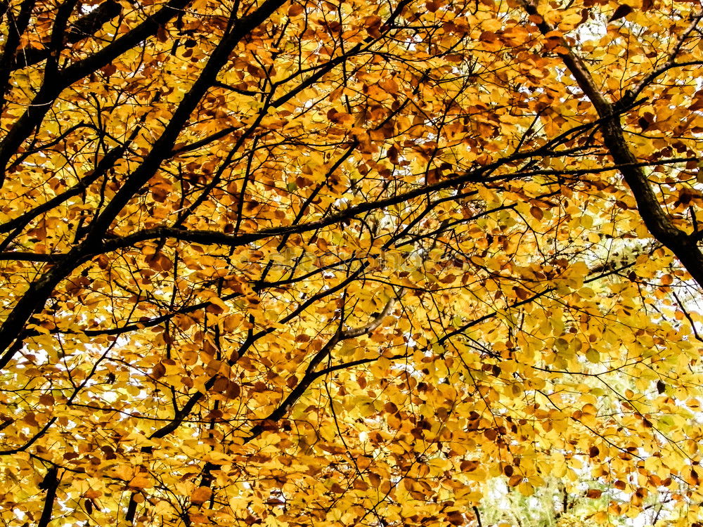 Similar – Image, Stock Photo a tree says goodbye Tree