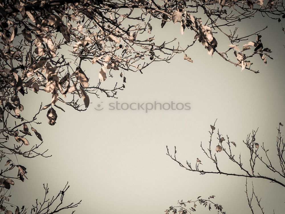 Similar – Image, Stock Photo be free Deciduous tree