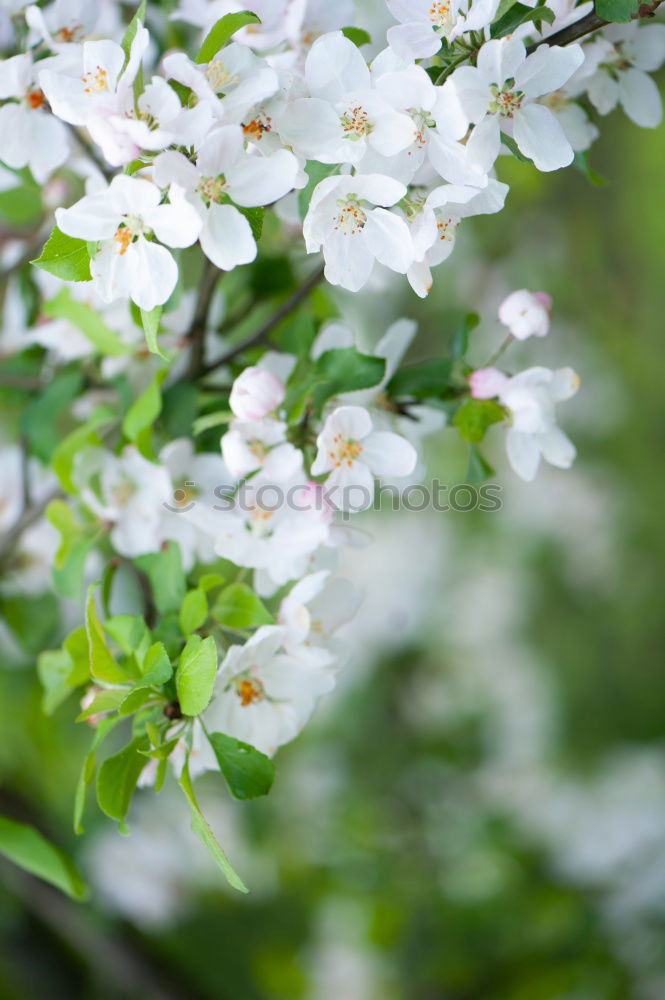 Similar – Image, Stock Photo Apple Tree Flowers