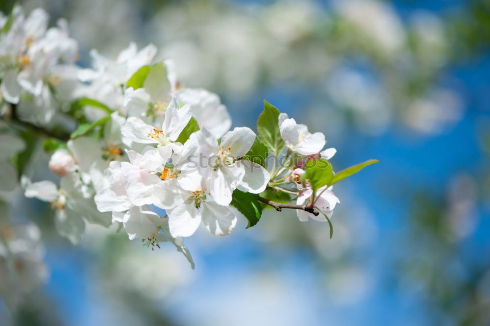 Similar – Image, Stock Photo Apple Tree Flowers