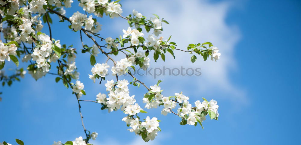 Similar – Image, Stock Photo magnoilae Environment