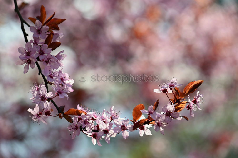 Similar – Strauch mit kleinen rosa Blüten vor grünem Hintergrund