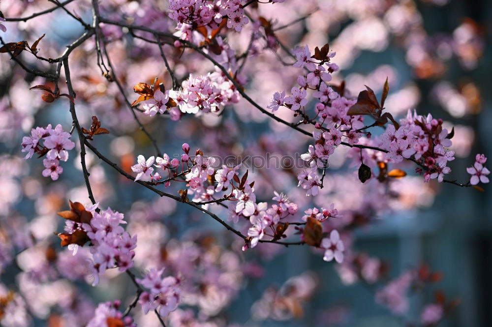 Similar – Image, Stock Photo pink flower plant in springtime