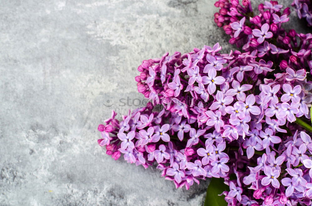 Similar – Image, Stock Photo transient beauty Spring