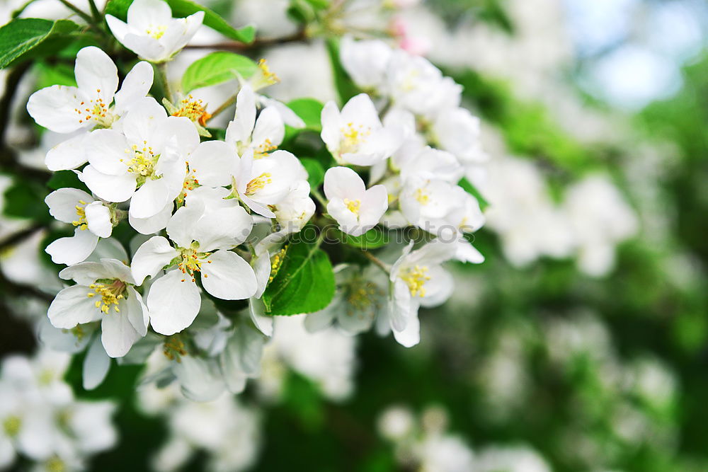 Similar – Image, Stock Photo tree blossoms Spring Tree