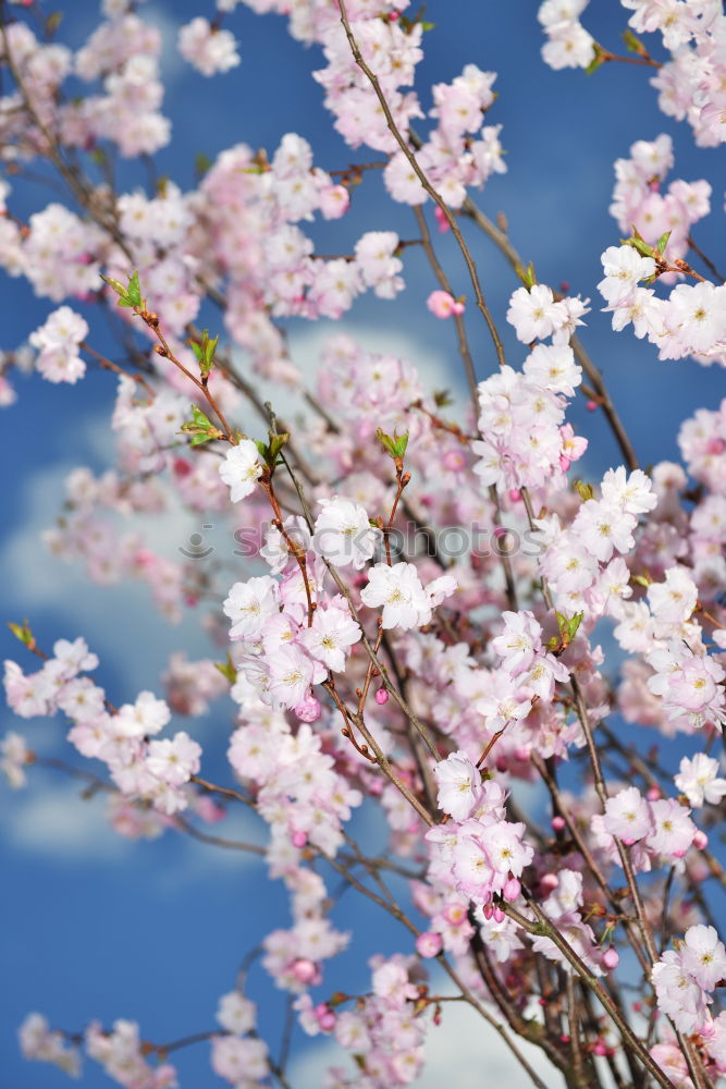 Similar – Image, Stock Photo Magnolienblüte