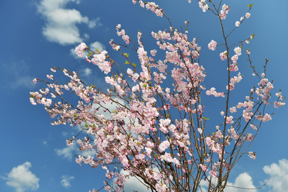 Similar – Foto Bild Mädchenfoto Frühling Blüte