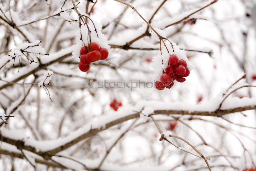 Similar – Image, Stock Photo well chilled… Food Fruit