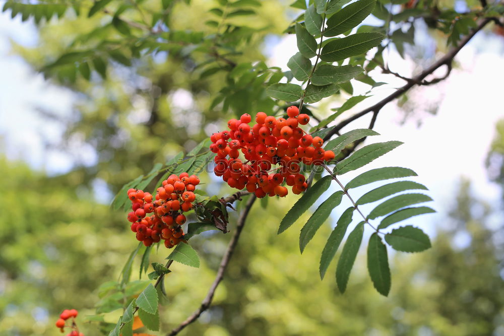 Similar – Image, Stock Photo Common blackbird eating rowan berries