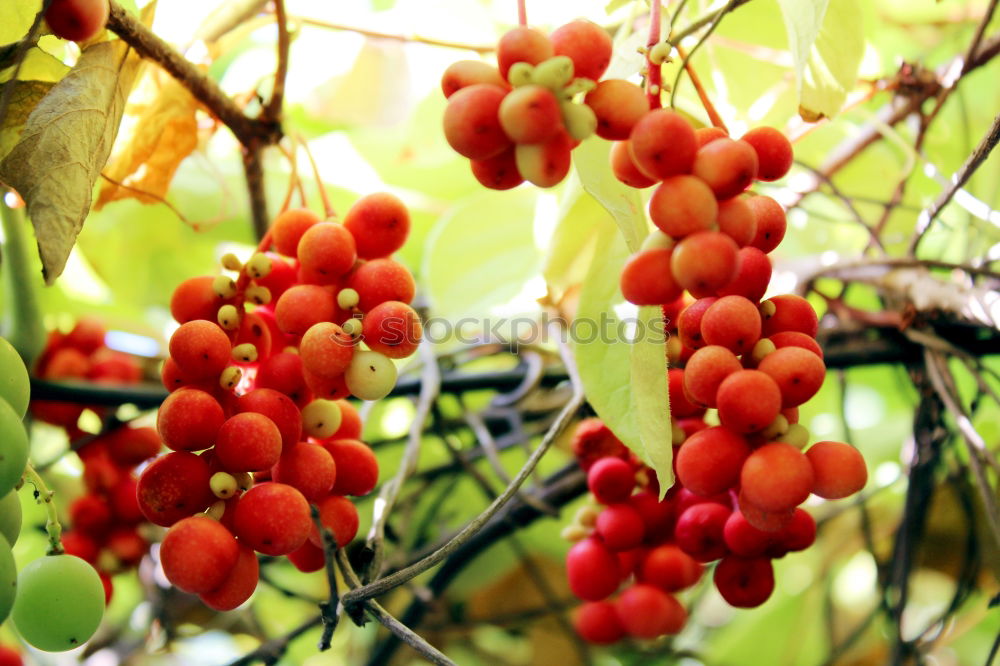 Similar – KIRSCHE |  | kirschen obst sommer sonne glück freude vitamine