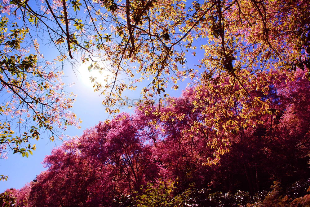 Similar – Image, Stock Photo red maple leaves at the edge in front of a blue sky with free space for text in the middle