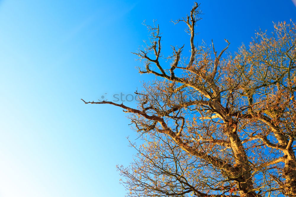 Similar – trunk Tree Plant Clouds