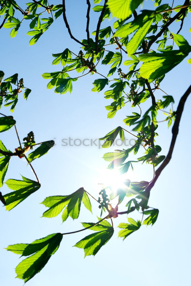 Similar – Foto Bild Summertime? Blatt springen