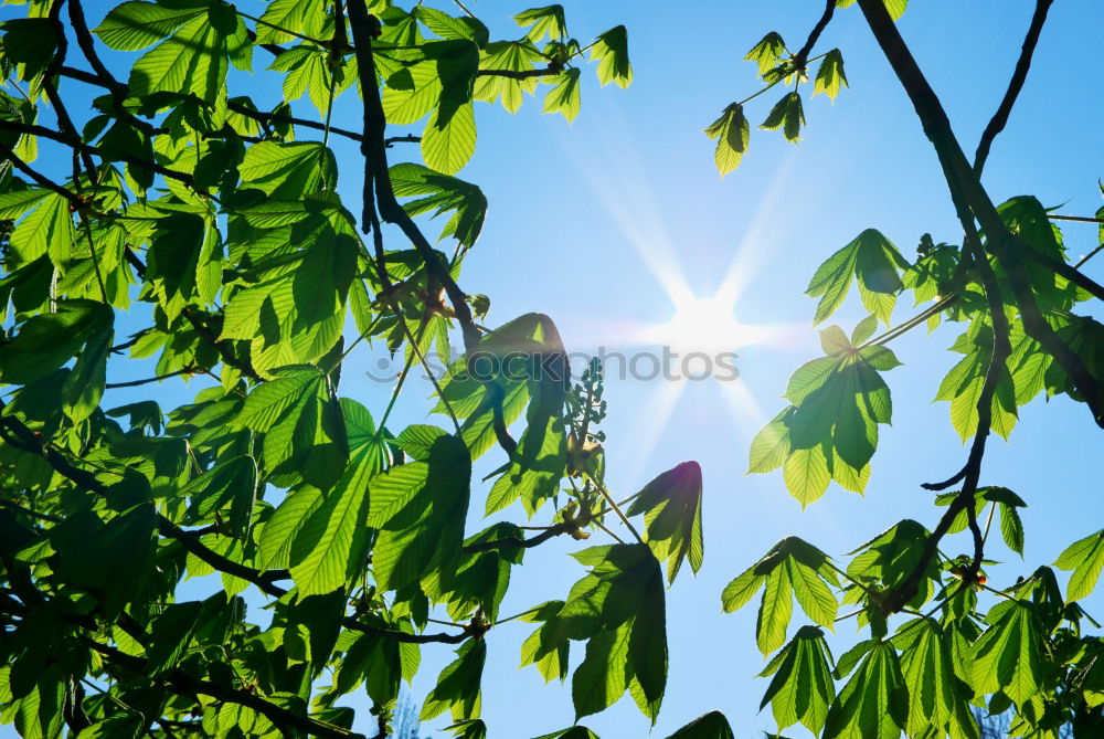 Similar – Foto Bild Apfelbaum Baum Blatt