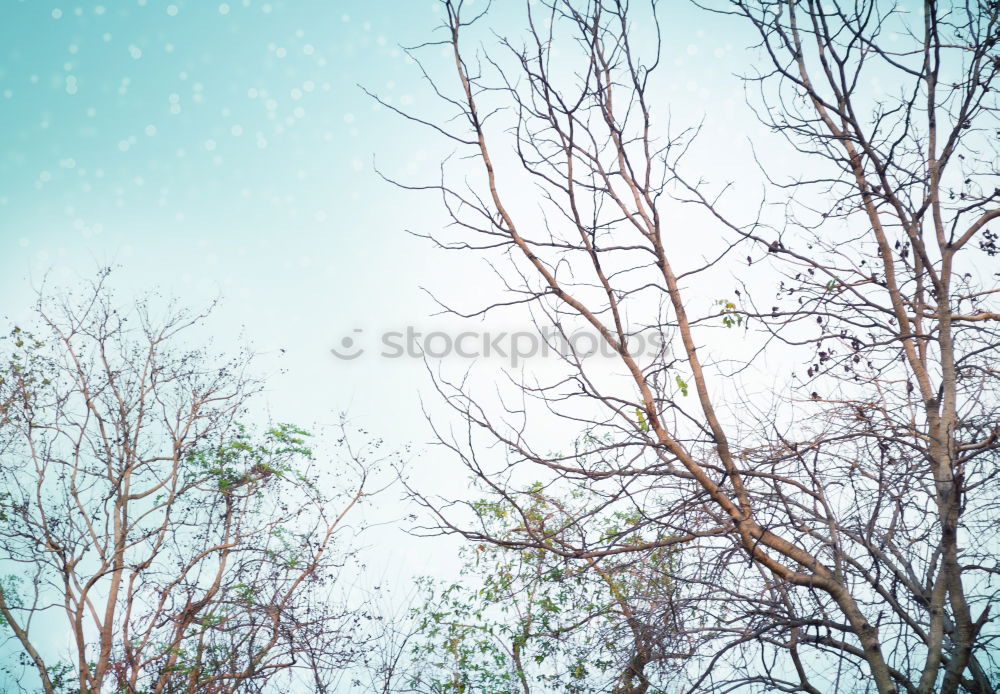 Similar – light Back-light Tree